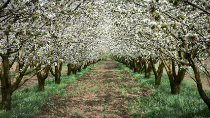 cherry orchard in spring in Vojvodina province