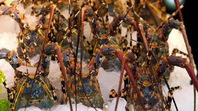 Close-up of royal shrimp on ice. Concept of fresh seafood. Perfect for content about gastronomy, cooking, and the restaurant industry.
