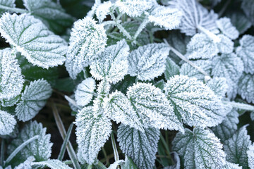 Nature winter background with frozen leaves 