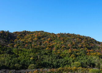 冬の青空と山の森と紅葉の風景