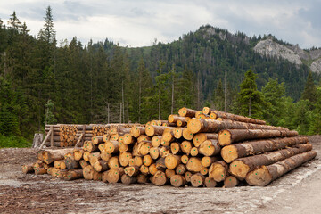 Timber Logs in Forest Clearing for Ecological Management