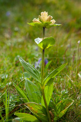 Close Up of Wild Alpine Plant in Natural Habitat