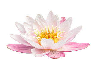 a close up of a flower