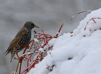 bird in snow