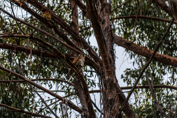 Female Brown Falcon In A Tree