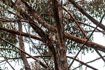 Female Brown Falcon In A Tree