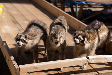 Stuffed three raccoons for sale in the village.