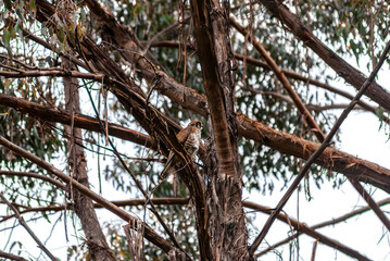 Female Brown Falcon In A Tree