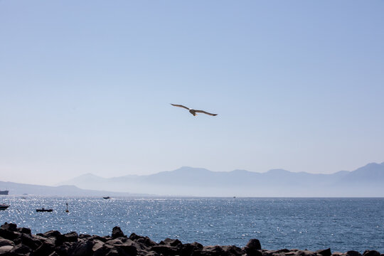 volo di gabbiano
