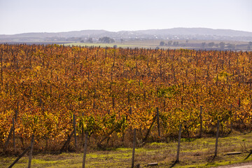 Autumn yellow leaves of grapes on a plantation.