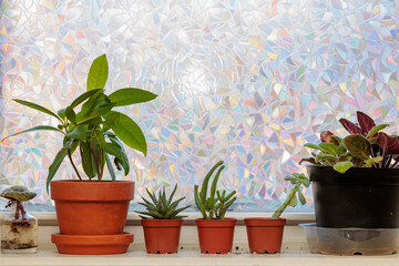 Houseplants in terracotta pots on a windowsill, backlit by a colorful window film.