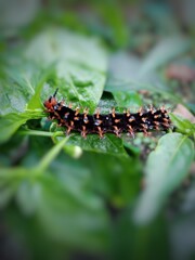 Caterpillars on a leaf with a blurred background.
Malacosoma americanum, Jacintha Eggfly caterpillar.