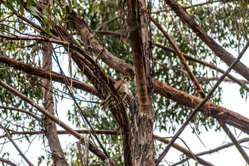 Female Brown Falcon In A Tree