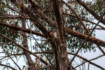 Female Brown Falcon In A Tree