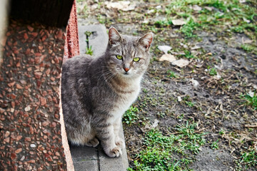 A portrait of a gray tabby cat sitting outdoors, with bright green eyes
