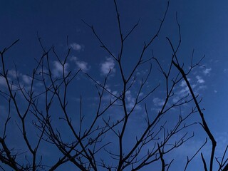 A tree that has all the leaves in winter at night.