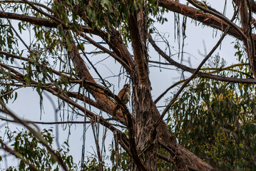 Female Brown Falcon In A Tree