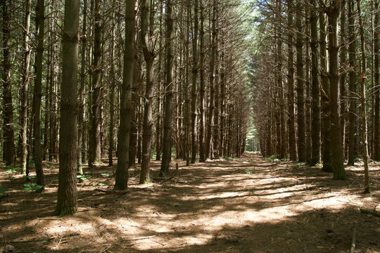 pine forest plantation dirt road