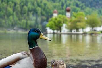 Male Duck at Lake Königssee with St. Bartholomä in the Background in Bavaria Germany