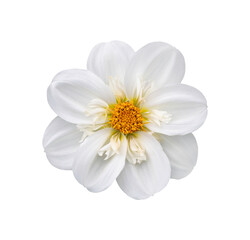 A single large real white dwarf dahlia flower head isolated against a transparent background for design elements.