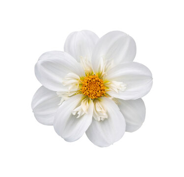 Fototapeta A single large real white dwarf dahlia flower head isolated against a transparent background for design elements.