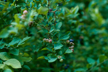 blueberries in the garden