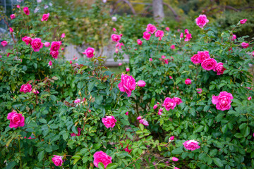 バラ園のピンク色のバラの花々