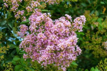 ピンク色のサルスベリの花