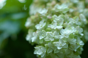 hydrangea closeup