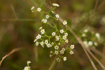 Obraz premium small white flower blossom closeup