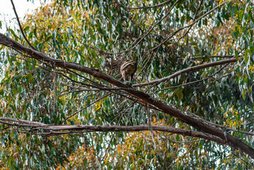 Male Brown Falcon Eating