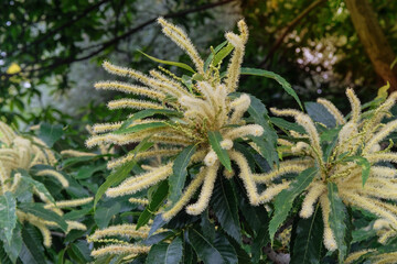 Castanea sativa is growing in garden. Blooming tree in park. Nature floral background. Cottage...