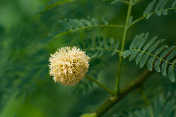 Round flowers in the wild with a beautiful green background