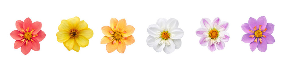 A collection of real colourful dwarf dahlia flower heads isolated against a transparent background for design elements.