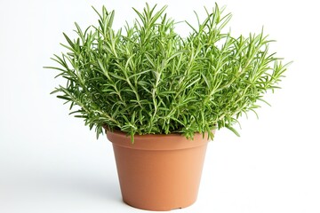Fresh rosemary herb in terracotta pot isolated on white