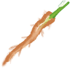 Green Vegetable root