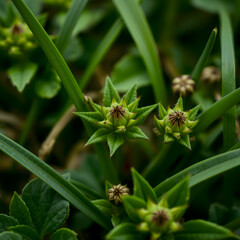 Lupinus polyphyllus plants with pink and yellow flowers in extreme close-up