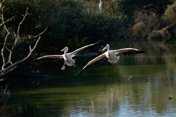 Two Graceful Pelicans in Perfect Synchrony Flying Low Over a Calm Lake Surrounded by Vegetation