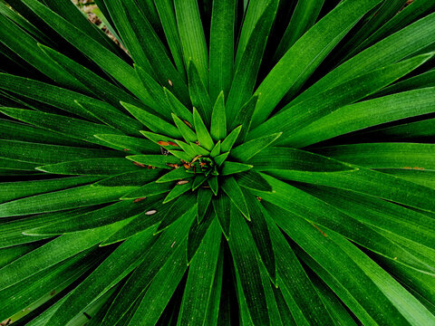 Close up of vibrant green leaves radiate outward