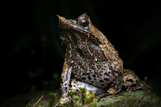 Closeup of Megophrys montana on the mossy rock