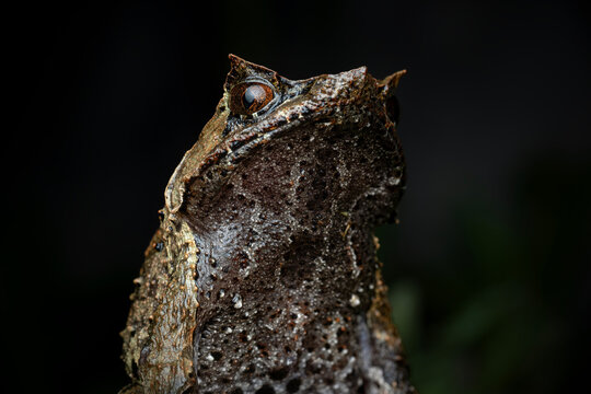 Closeup of Megophrys montana on the mossy rock