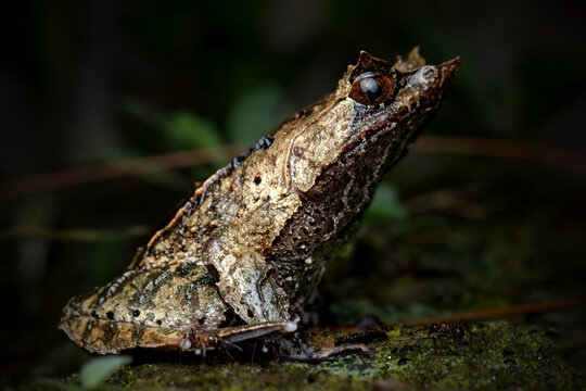 Closeup of Megophrys montana on the mossy rock