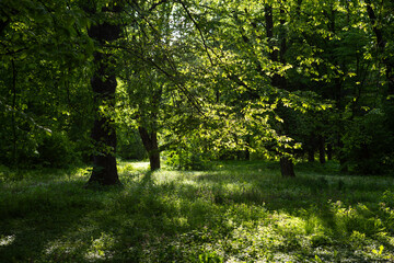 Obraz premium Green nature with trees and sunny light spring concept