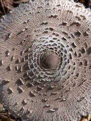 edible parasol mushroom