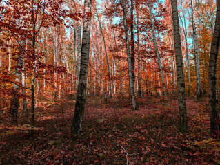 old autumn birch forest
