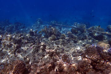 marine life in the Red Sea Egypt, hurghada