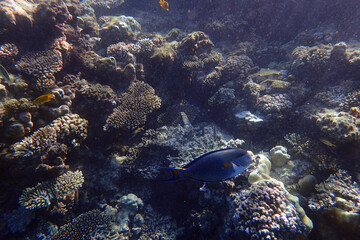 Acanthurus sohal fish
