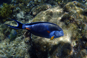Acanthurus sohal fish