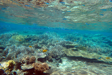 marine life in the Red Sea Egypt, hurghada