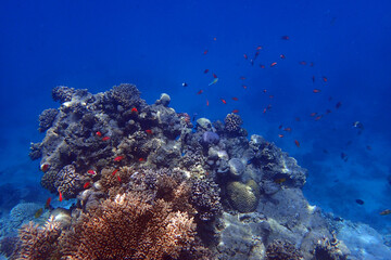 marine life in the Red Sea Egypt, hurghada